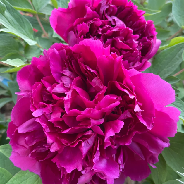 ✨ Pfingstrosensamen mit üppiger Blüte – Kräftige Farben & Hohe Keimfähigkeit!