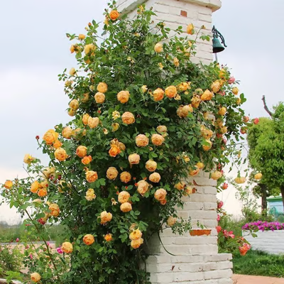 💐Heirloom Perennials Climbing Rose Seeds