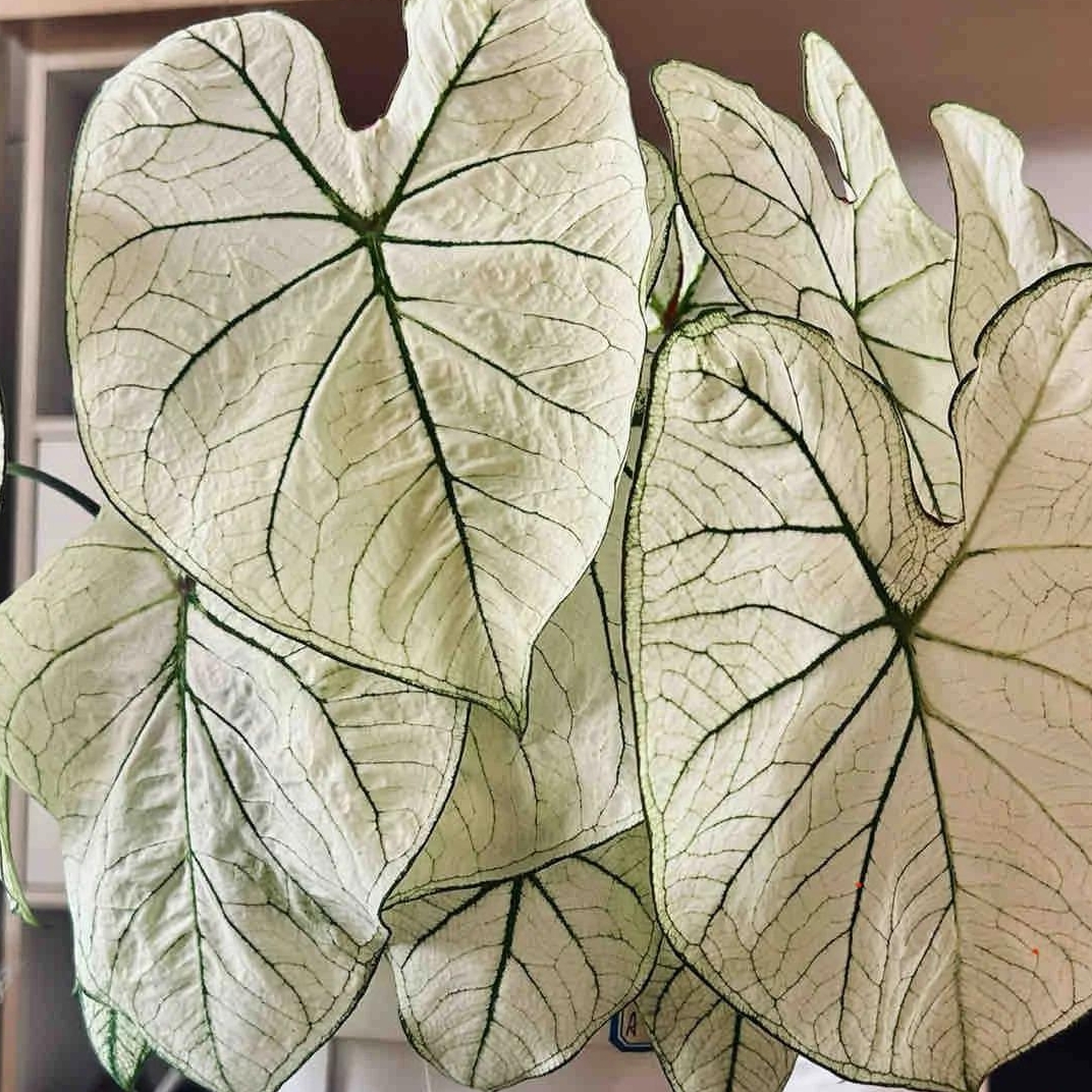 🎁Seltene farbige Buntnessel - 🍃 geeignet für die Pflanzung im Garten und in Innenräumen