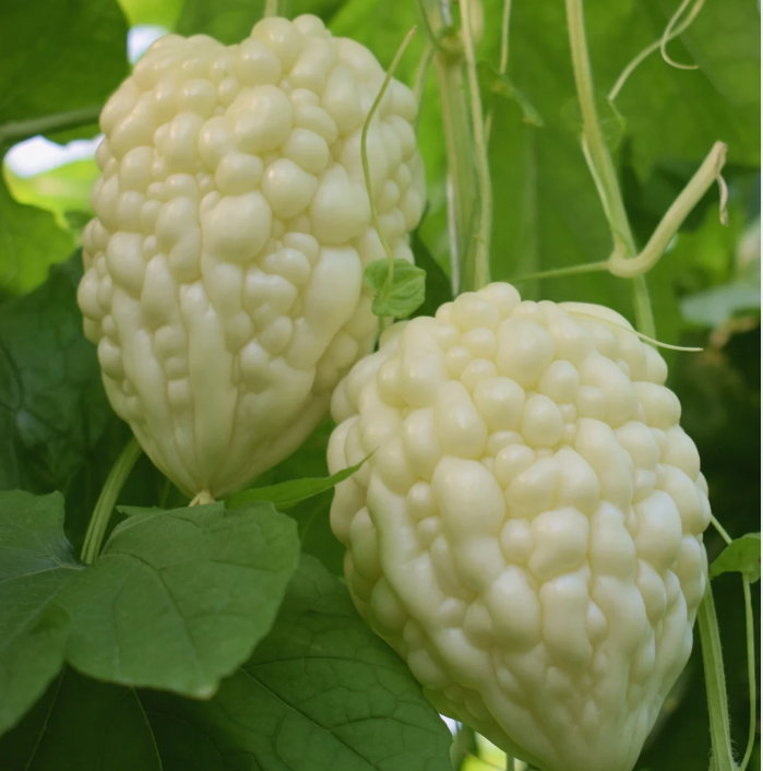 Apfelbittermelone - Hast du es schon probiert