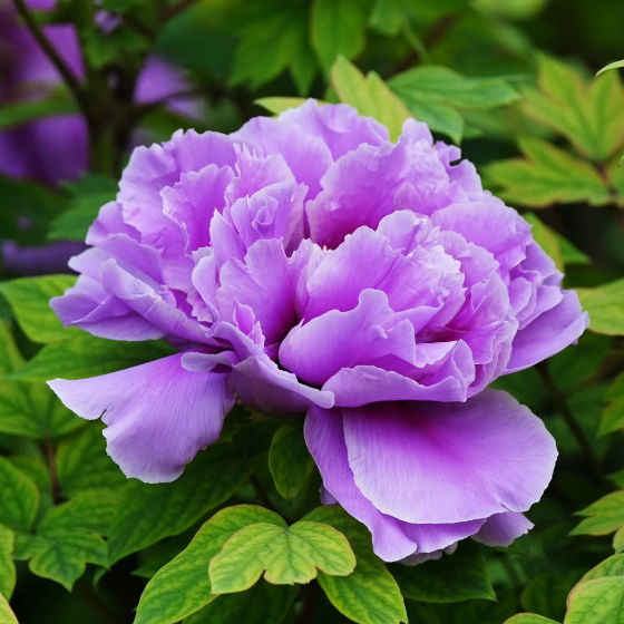 ✨ Pfingstrosensamen mit üppiger Blüte – Kräftige Farben & Hohe Keimfähigkeit!