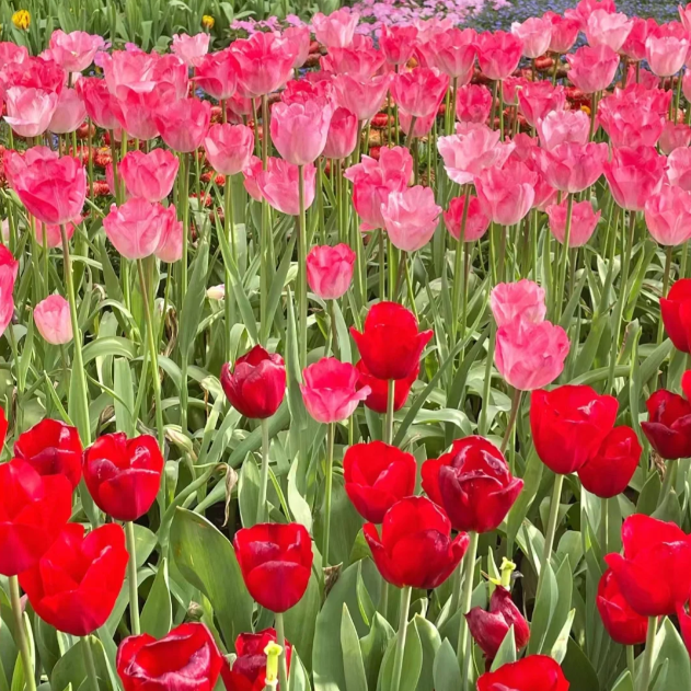 🌷🔥30 % Rabatt am letzten Tag - 🌷Mehrfarbige Tulpenmischung