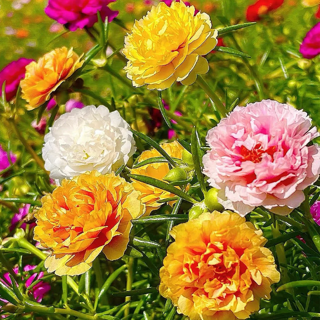 🌹Moosrose – Unsterbliche Blume