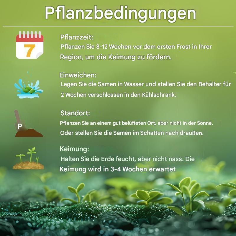 Rainbow Haze Pflanzensamen