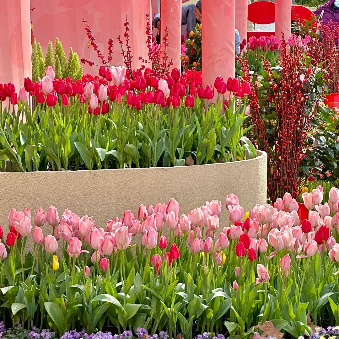 🌷🔥30 % Rabatt am letzten Tag - 🌷Mehrfarbige Tulpenmischung