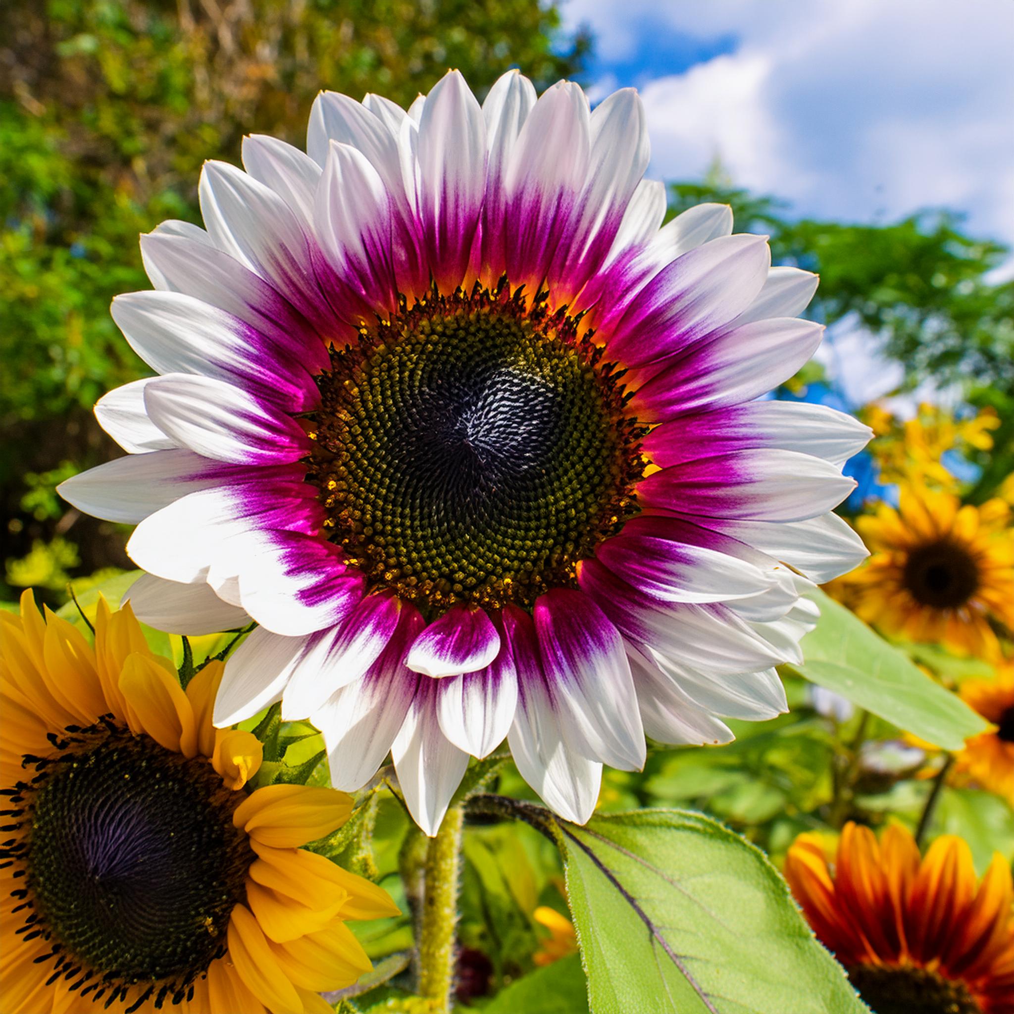 Seltene zweifarbige lila Sonnenblumenkerne