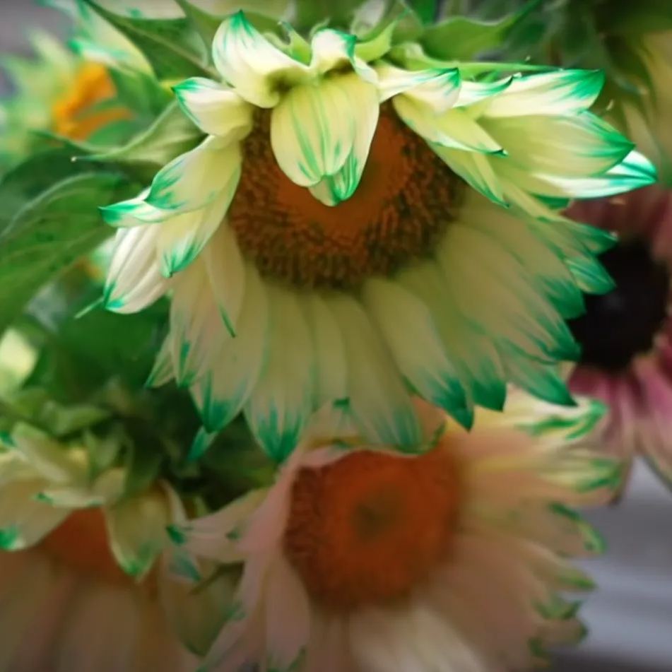 🎉Hot Sell🎉Green Lace Sunflower Seeds🌻💙🌼Twin Red And Green Sunflower Seeds