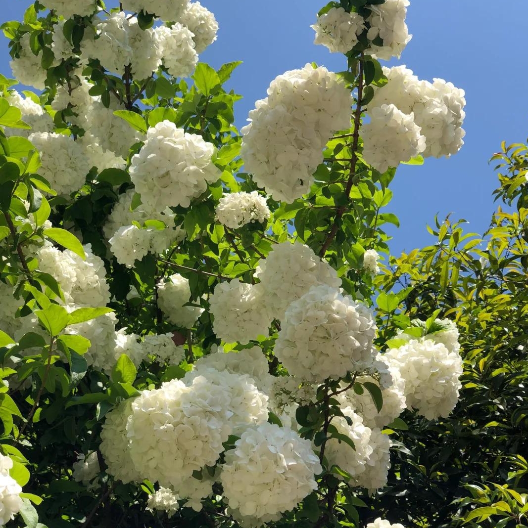 🌸Hortensiensamen – einfach anzubauen