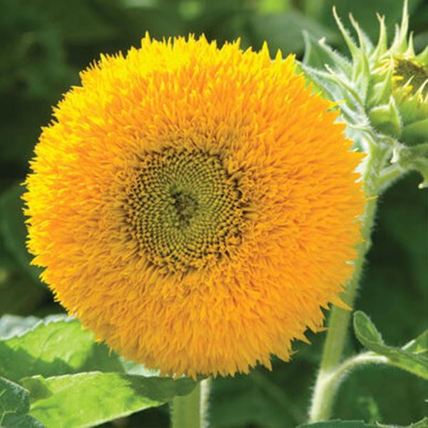 50 Samen Teddybär Sonnenblume