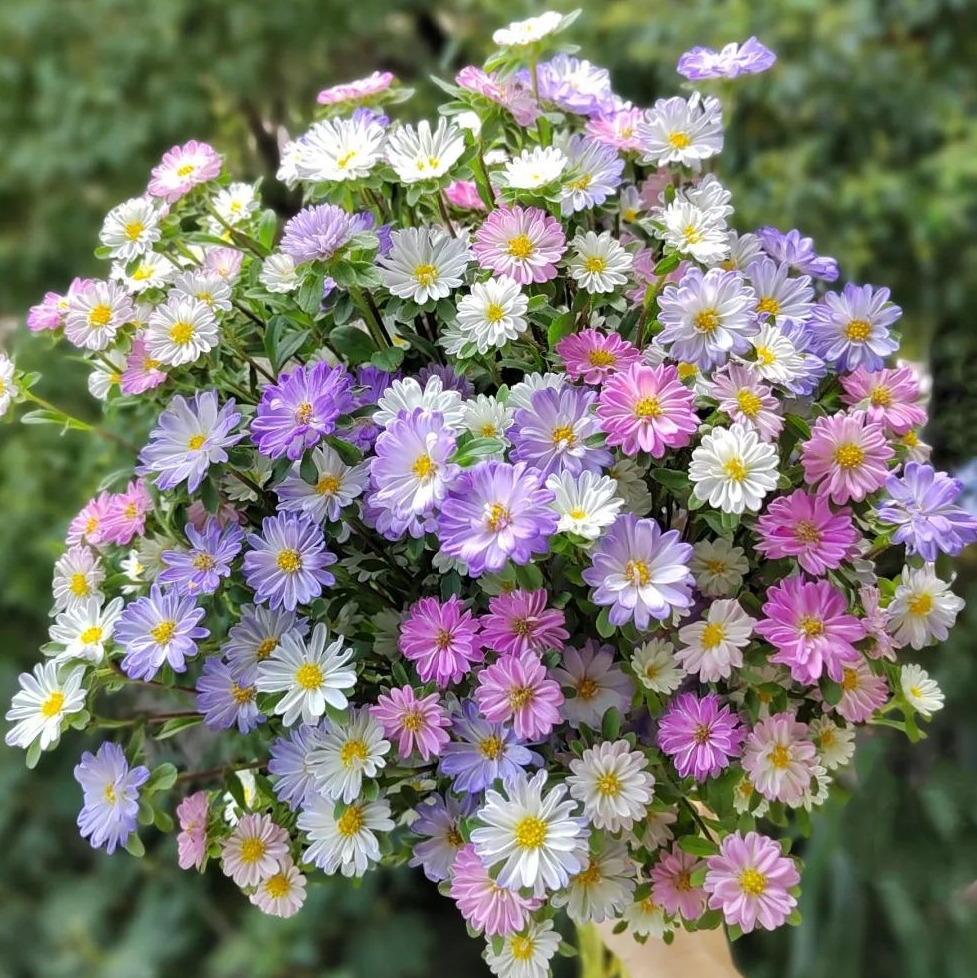 🌼Dreamy Cosmos-Samen | Schnelles Wachstum, einfacher Anbau zu jeder Jahreszeit