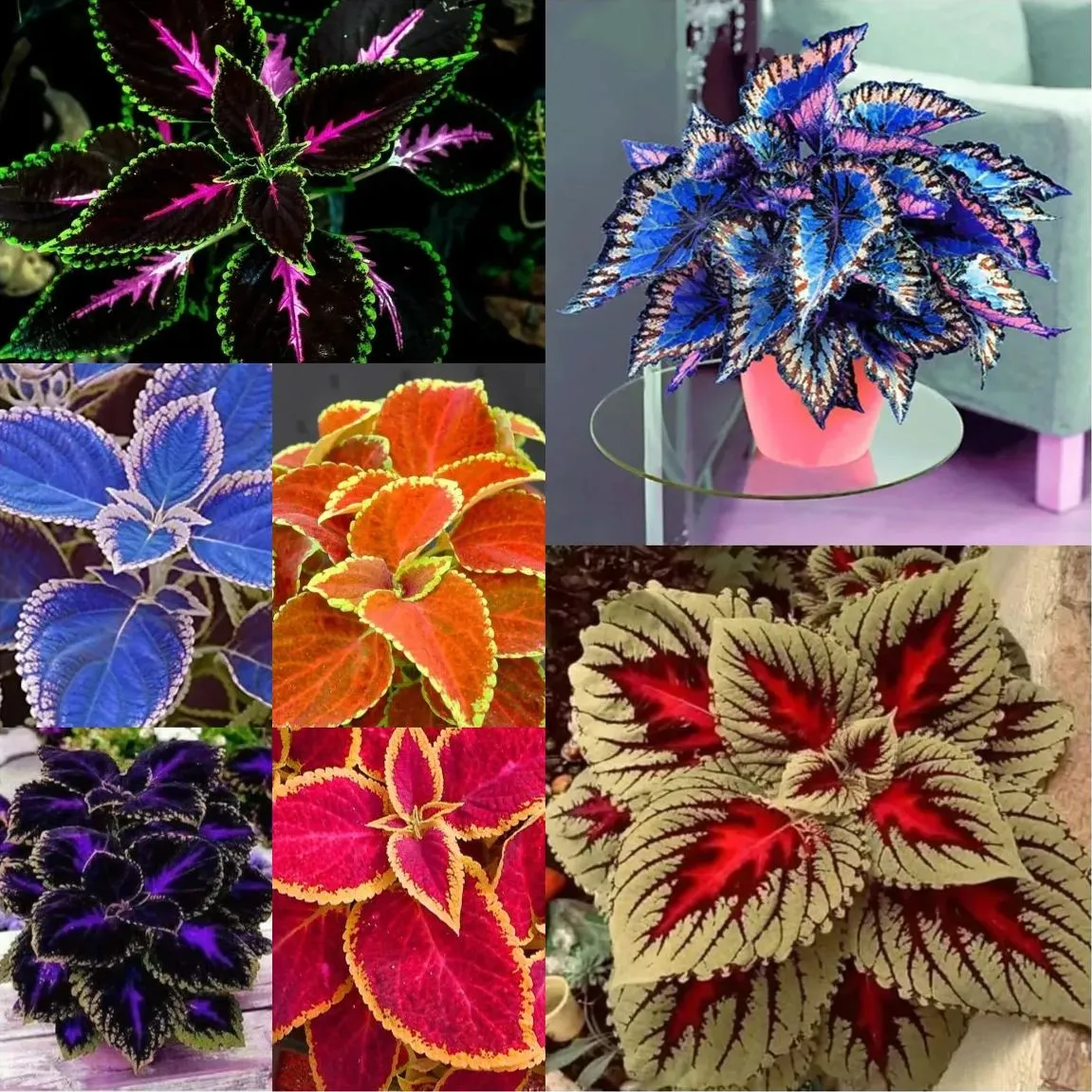 Seltene Coleus Samen