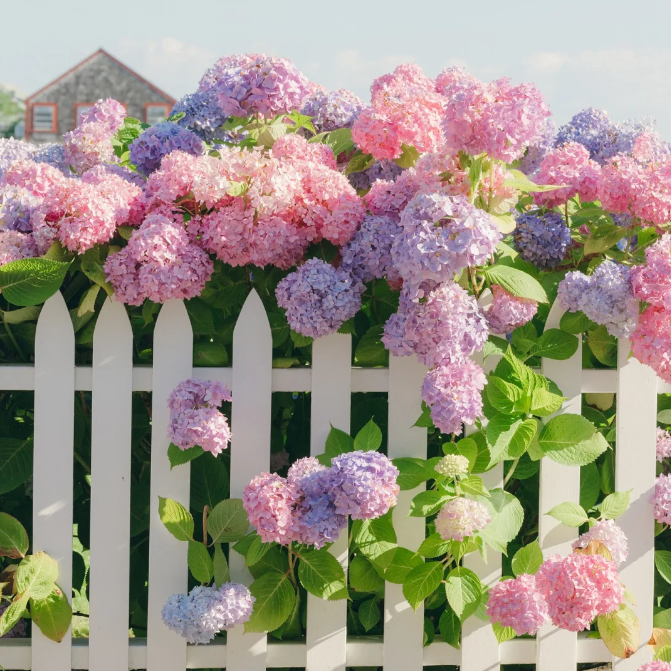 🌸Hortensiensamen – einfach anzubauen