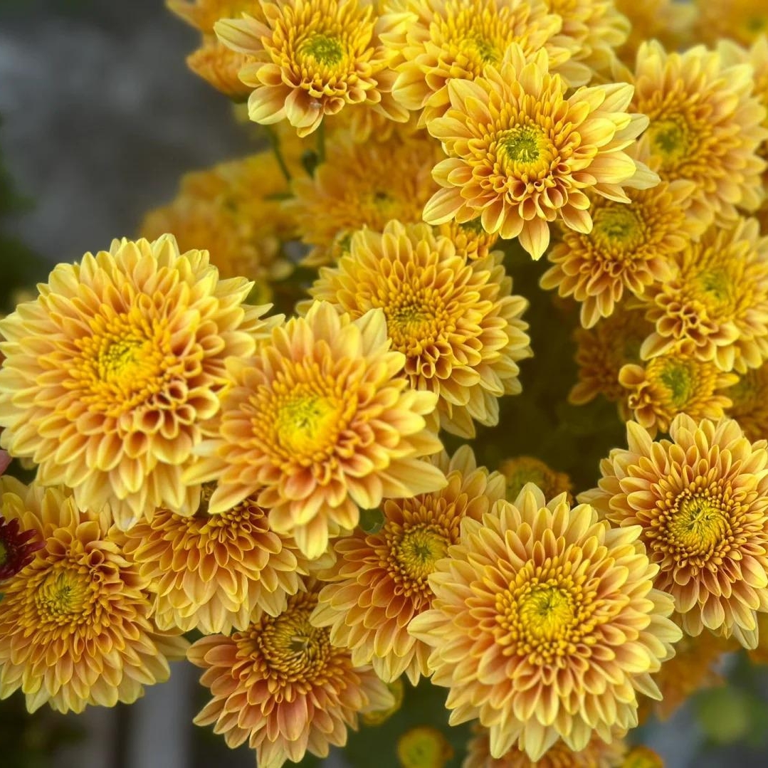 🌼Dreamy Cosmos-Samen | Schnelles Wachstum, einfacher Anbau zu jeder Jahreszeit