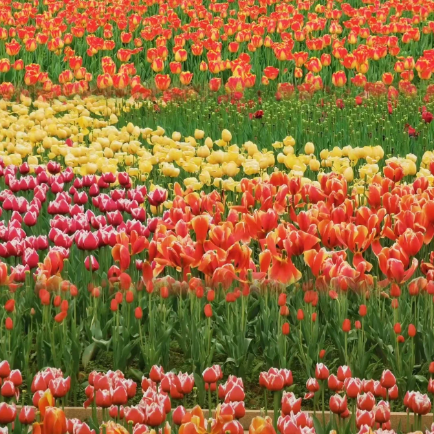 🌷🔥30 % Rabatt am letzten Tag - 🌷Mehrfarbige Tulpenmischung