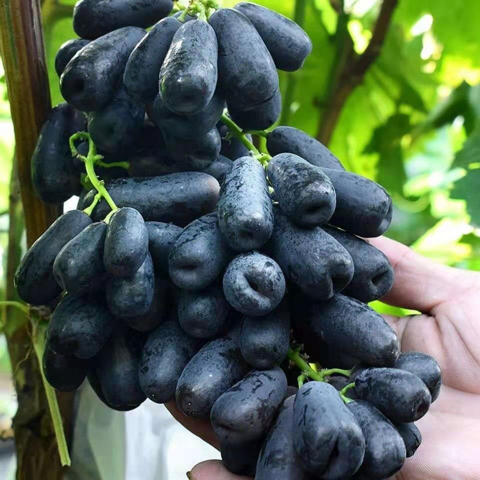 Maniküre Finger Traubenkerne