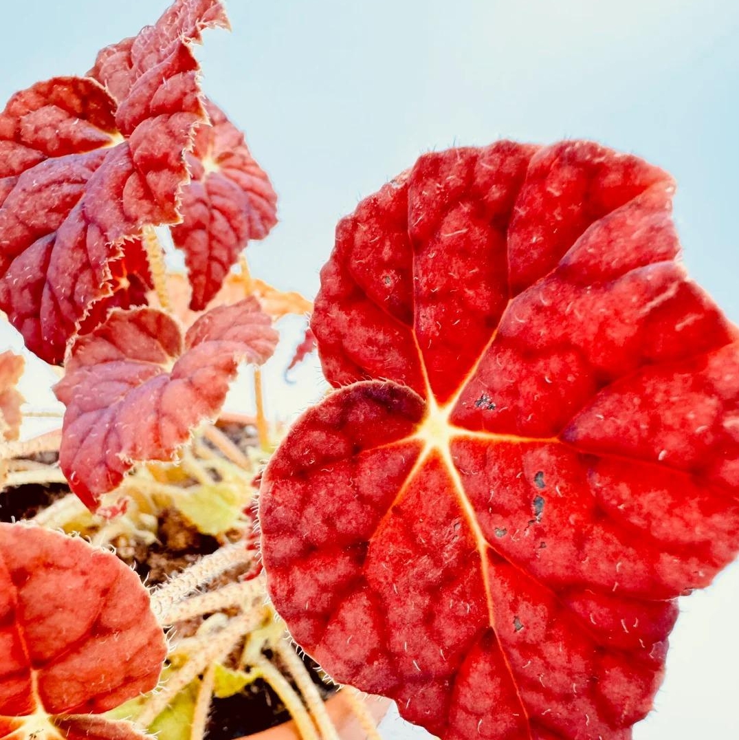 🎁Seltene farbige Buntnessel - 🍃 geeignet für die Pflanzung im Garten und in Innenräumen