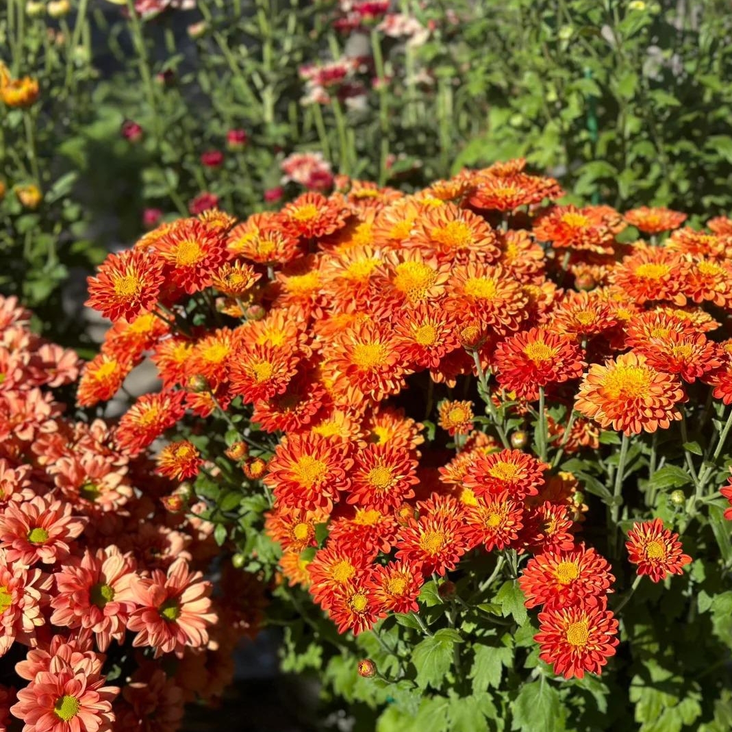 🌼Dreamy Cosmos-Samen | Schnelles Wachstum, einfacher Anbau zu jeder Jahreszeit