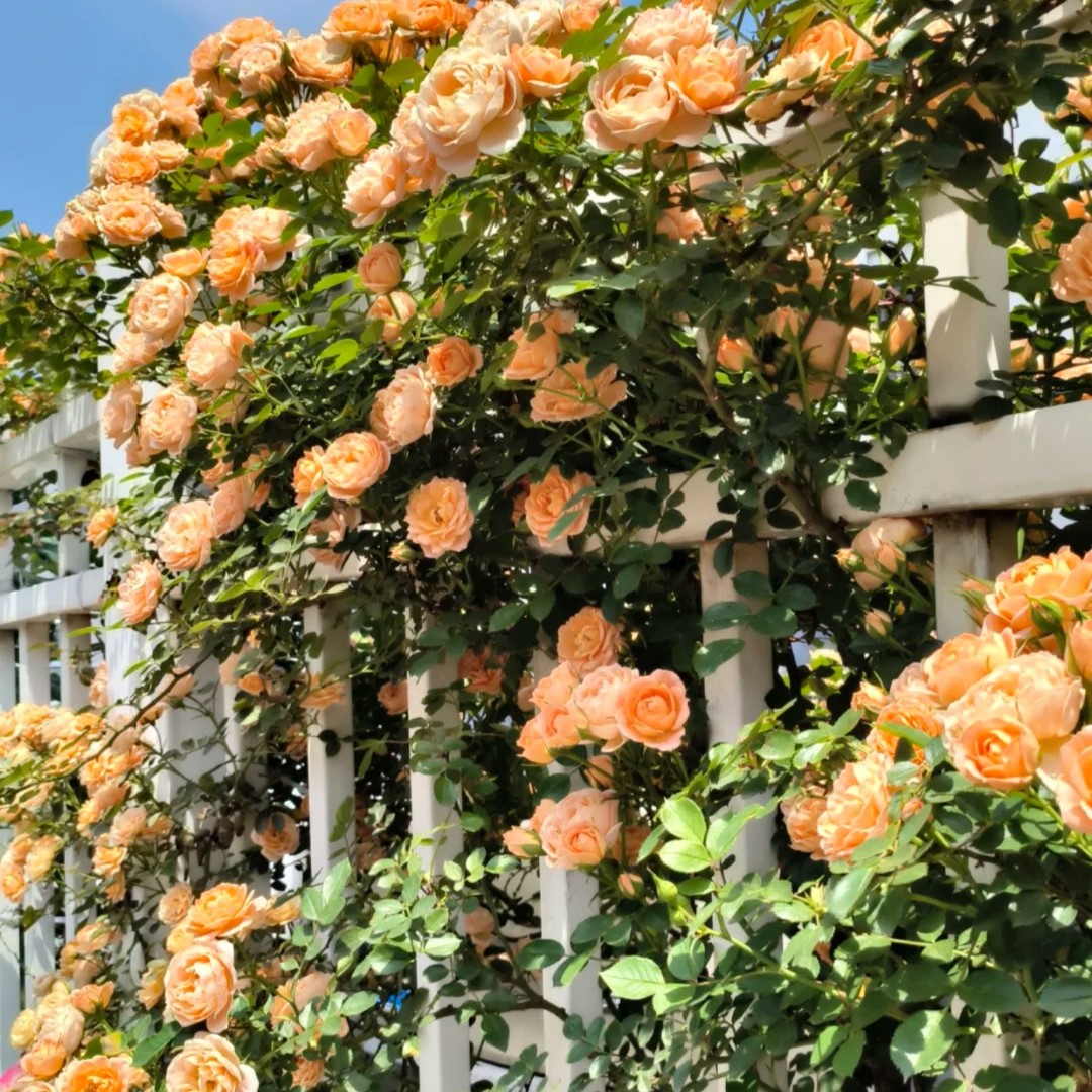🌹Climbing Rose—Year-Round Blooming