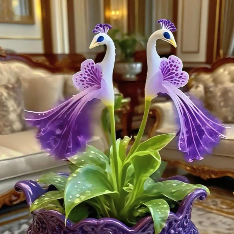 💎 Peacock Bloom Orchid