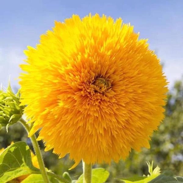 50 Samen Teddybär Sonnenblume