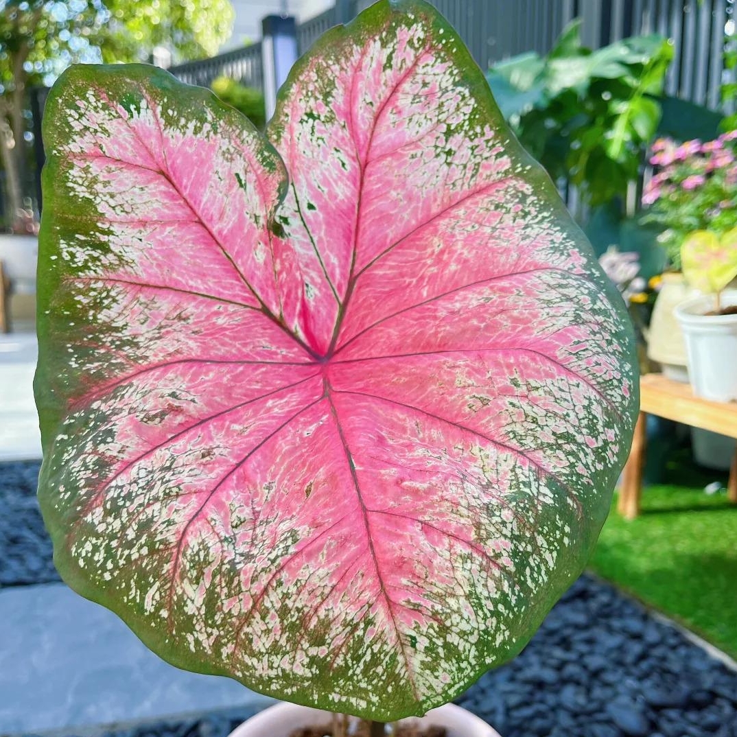 🎁Seltene farbige Buntnessel - 🍃 geeignet für die Pflanzung im Garten und in Innenräumen