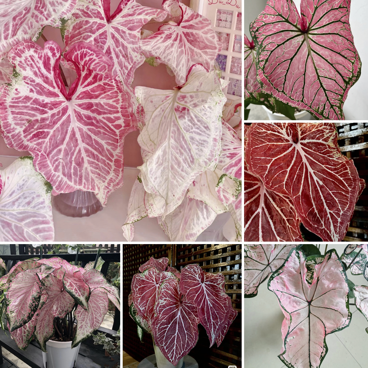 🎁Seltene farbige Buntnessel - 🍃 geeignet für die Pflanzung im Garten und in Innenräumen