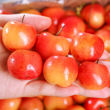 Rainier Cherry Fruit Seeds(🪴Buy 4 Get 1 Free🌿Can be planted in winter)