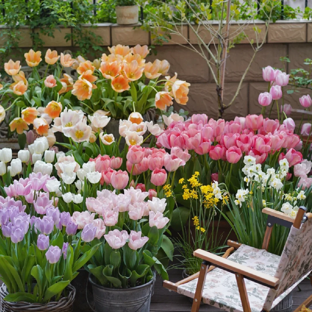 🌷🔥30 % Rabatt am letzten Tag - 🌷Mehrfarbige Tulpenmischung