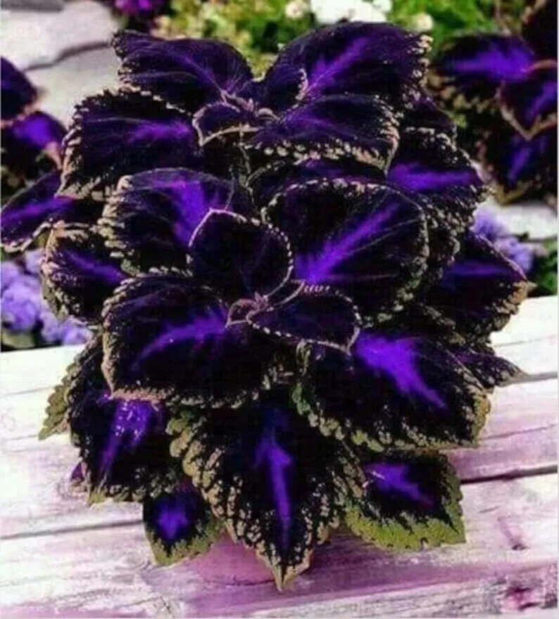 Seltene Coleus Samen