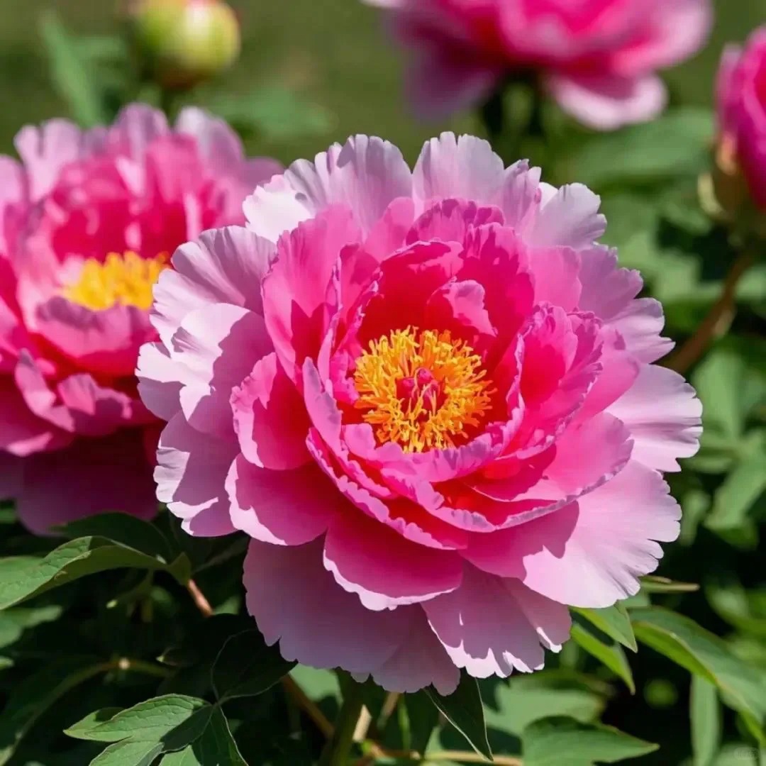 ✨ Pfingstrosensamen mit üppiger Blüte – Kräftige Farben & Hohe Keimfähigkeit!
