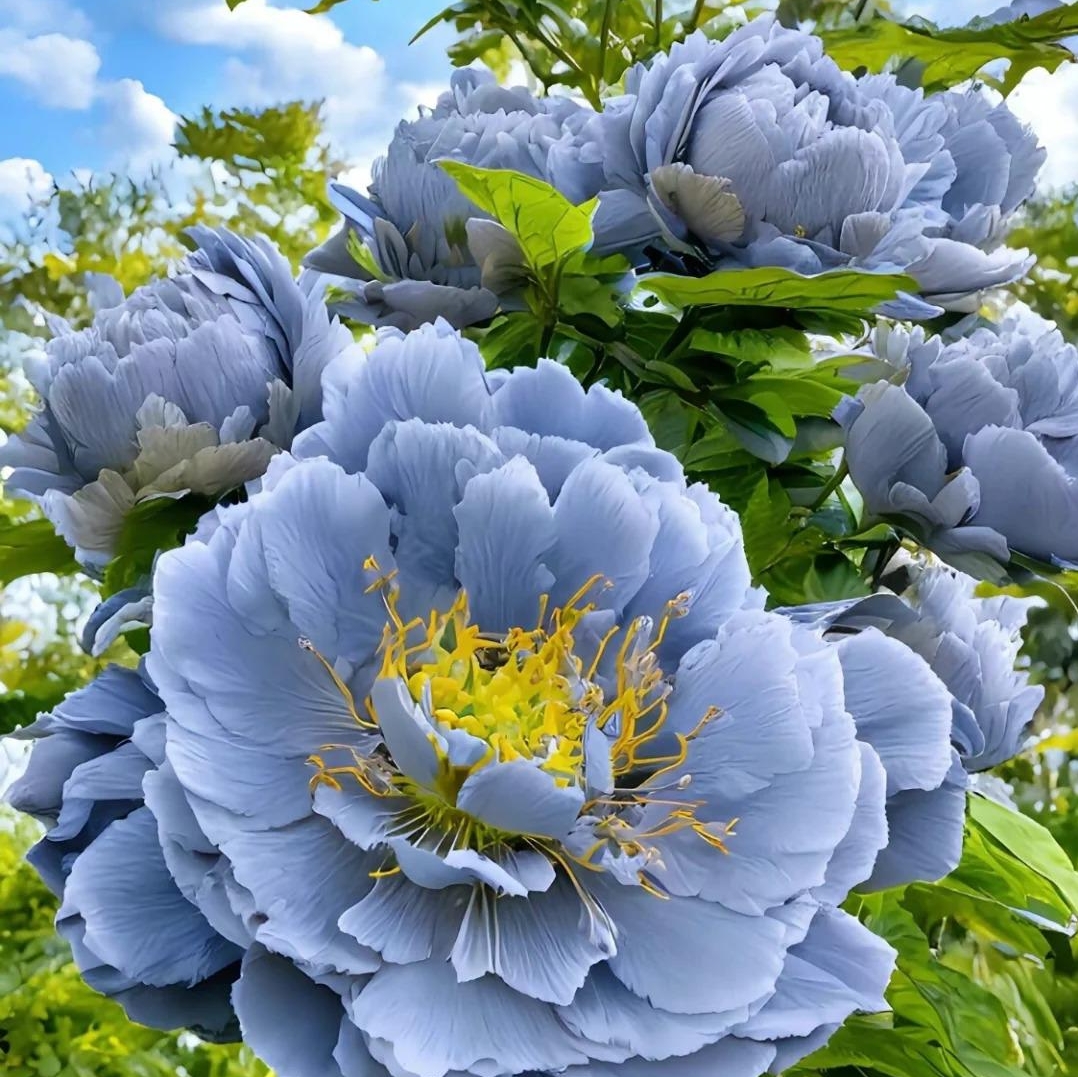 ✨ Pfingstrosensamen mit üppiger Blüte – Kräftige Farben & Hohe Keimfähigkeit!