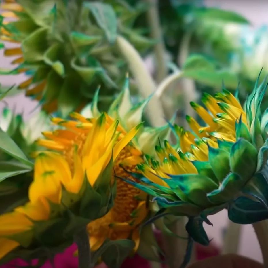 🎉Hot Sell🎉Green Lace Sunflower Seeds🌻💙🌼Twin Red And Green Sunflower Seeds