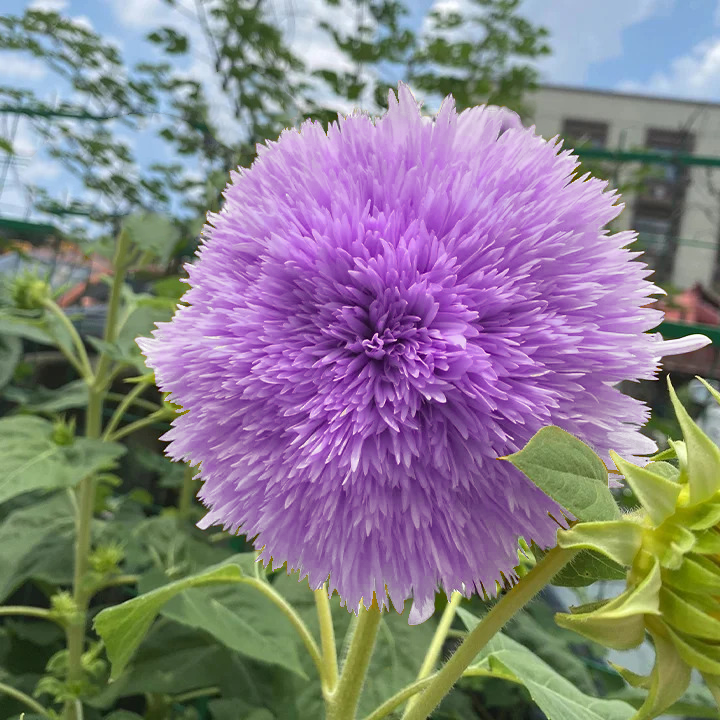 🌻Teddybär-Sonnenblumenkerne – Seltene Farbvarianten