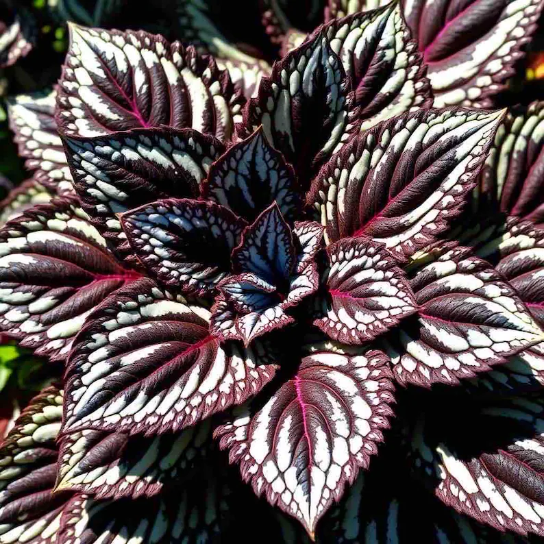 Coleus Samen in seltenen Farben