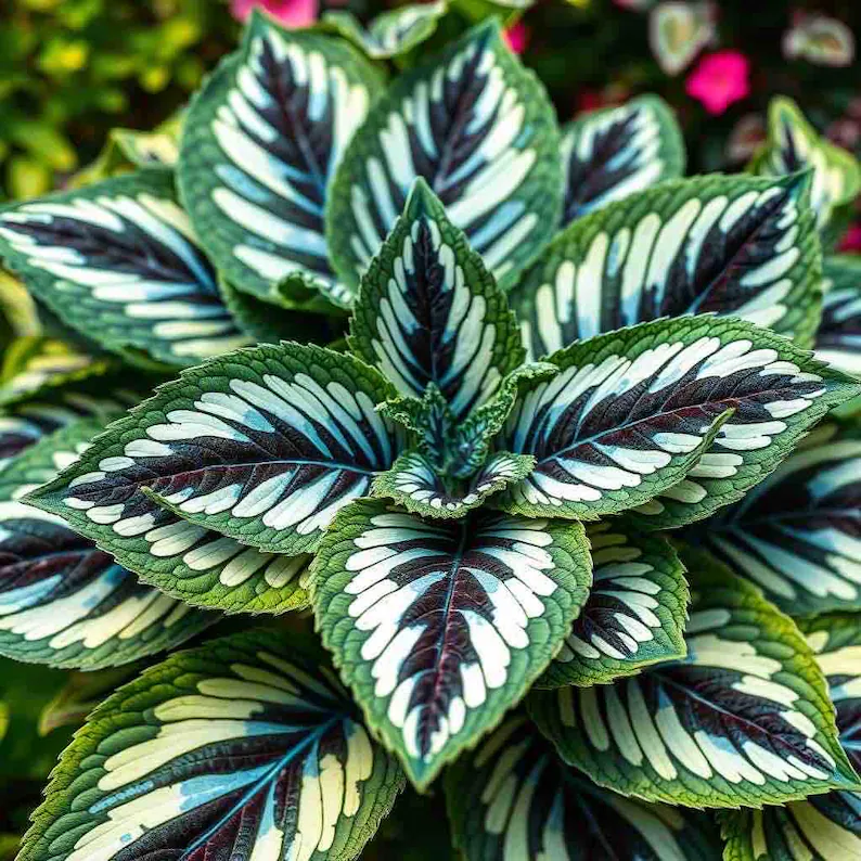 Coleus Samen in seltenen Farben