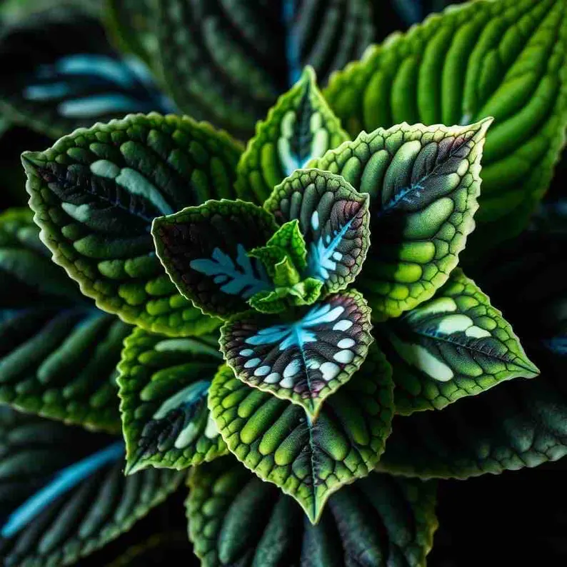 Coleus Samen in seltenen Farben