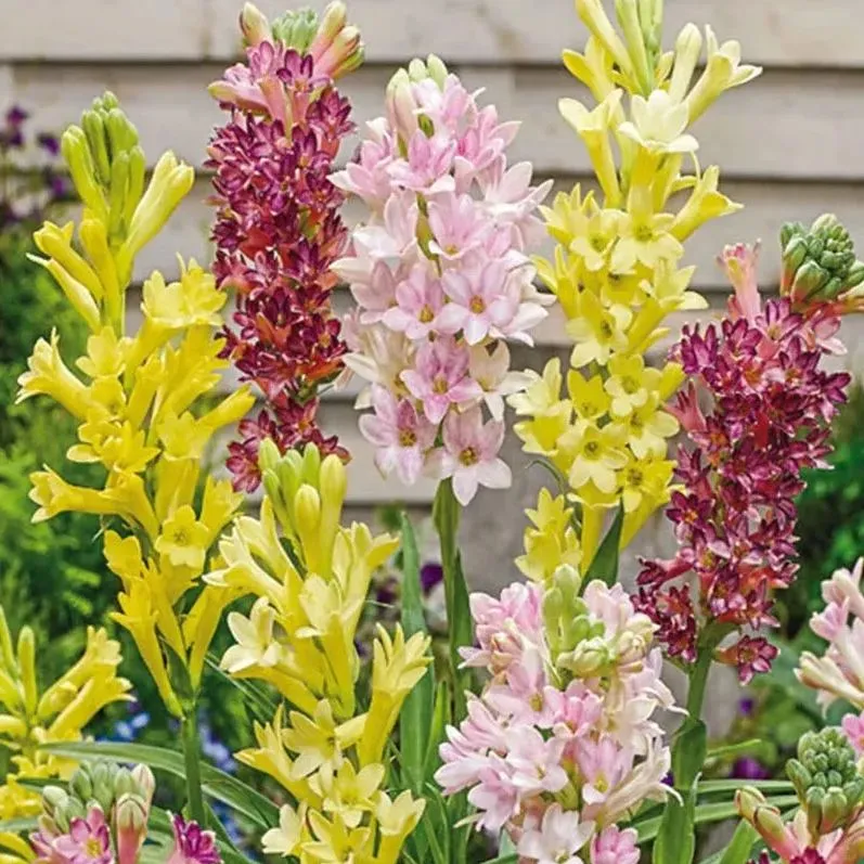 🔥【Zeitlich begrenzter Verkauf】TUBEROSE🌸Samenfest! Genießen Sie💥70 % Rabatt auf den Superrabatt