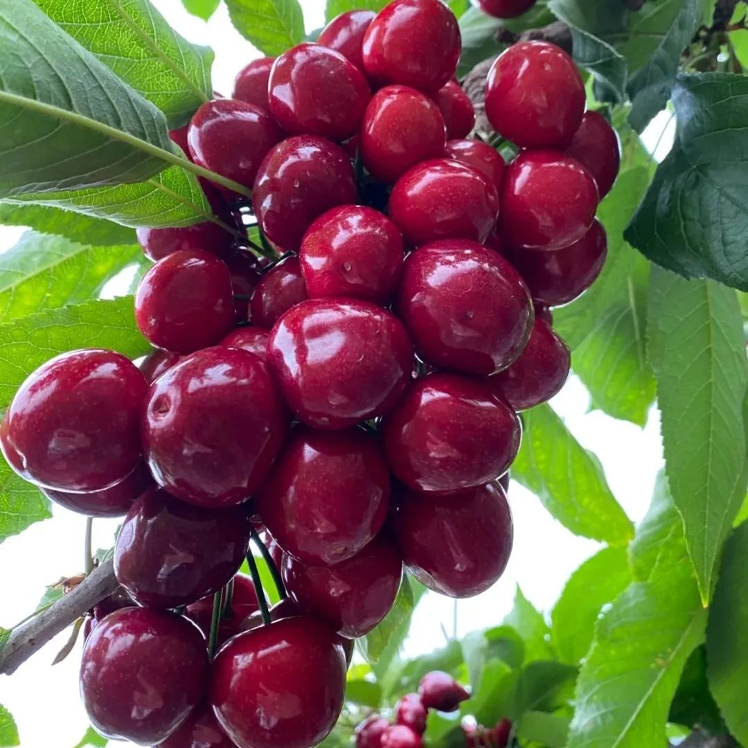 🍒Importierte hochwertige chilenische Kirschkerne – 💖Hell und attraktiv – voller Früchte – 10 Samen pro Packung