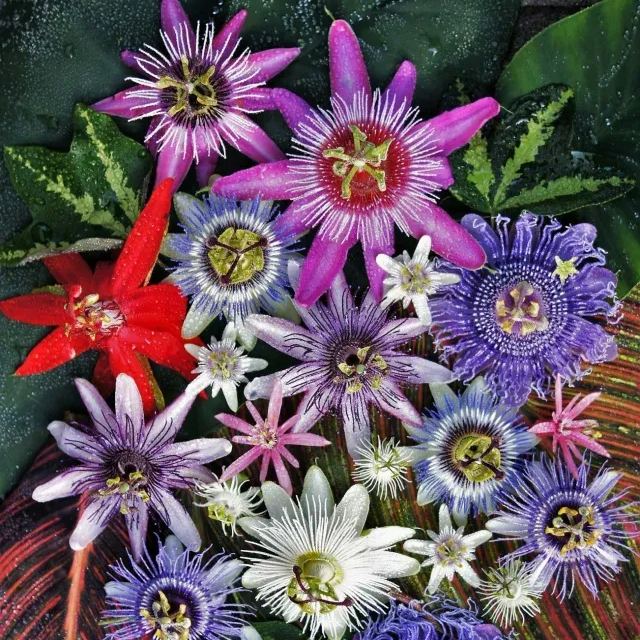 Passion Fruit Seeds