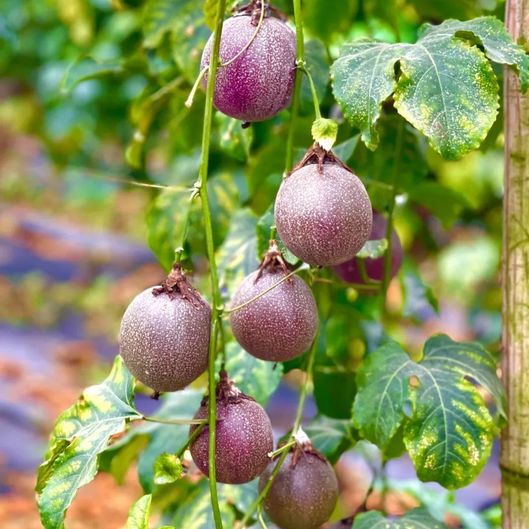 Passion Fruit Seeds