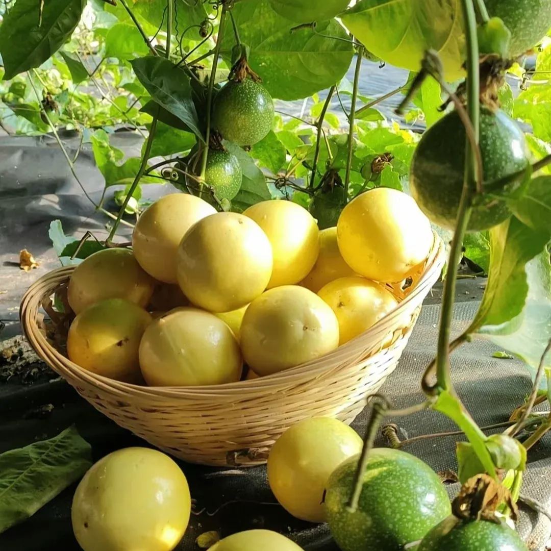 Passion Fruit Seeds
