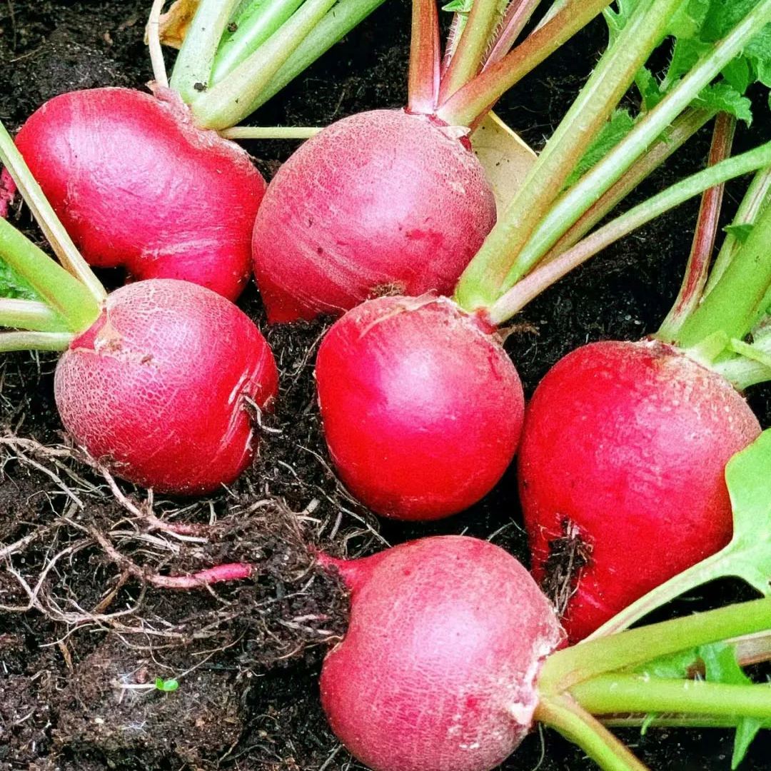 20 Day Miracle Grow Organic Cherry Radish🍒