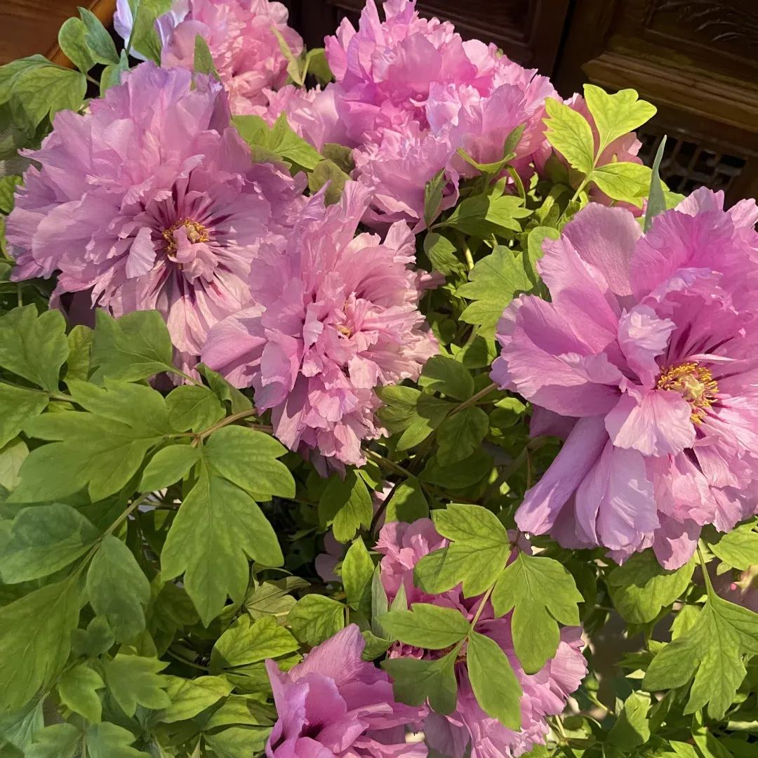Seltene die Pfingstrosen Blumensamen
