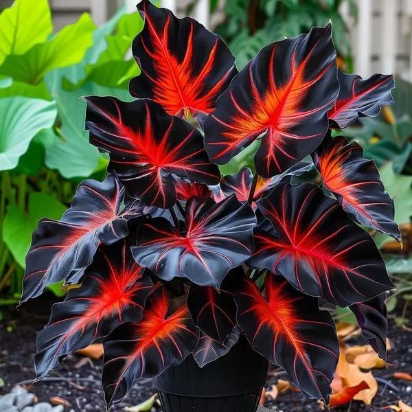 Rare Giant Multi-Color Caladium Bulbs