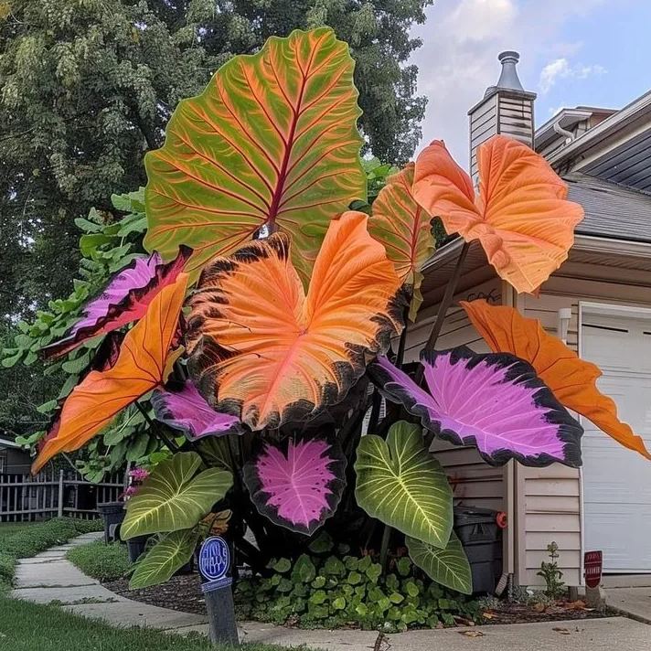 Rare Giant Multi-Color Caladium Bulbs