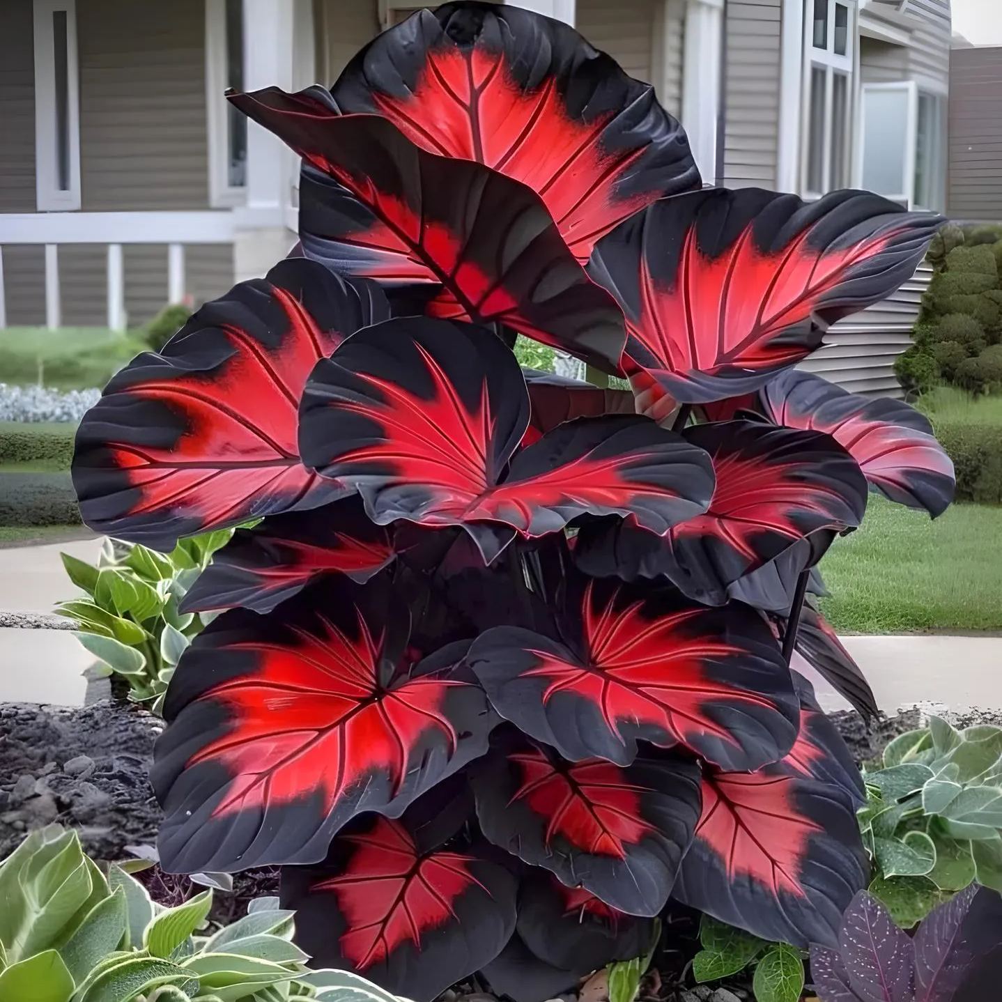 Rare Giant Multi-Color Caladium Bulbs
