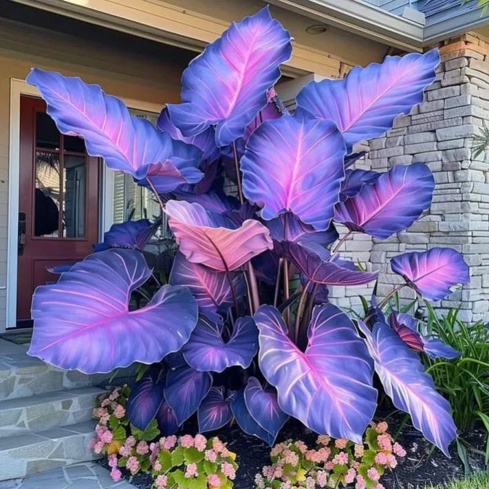 Rare Giant Multi-Color Caladium Bulbs