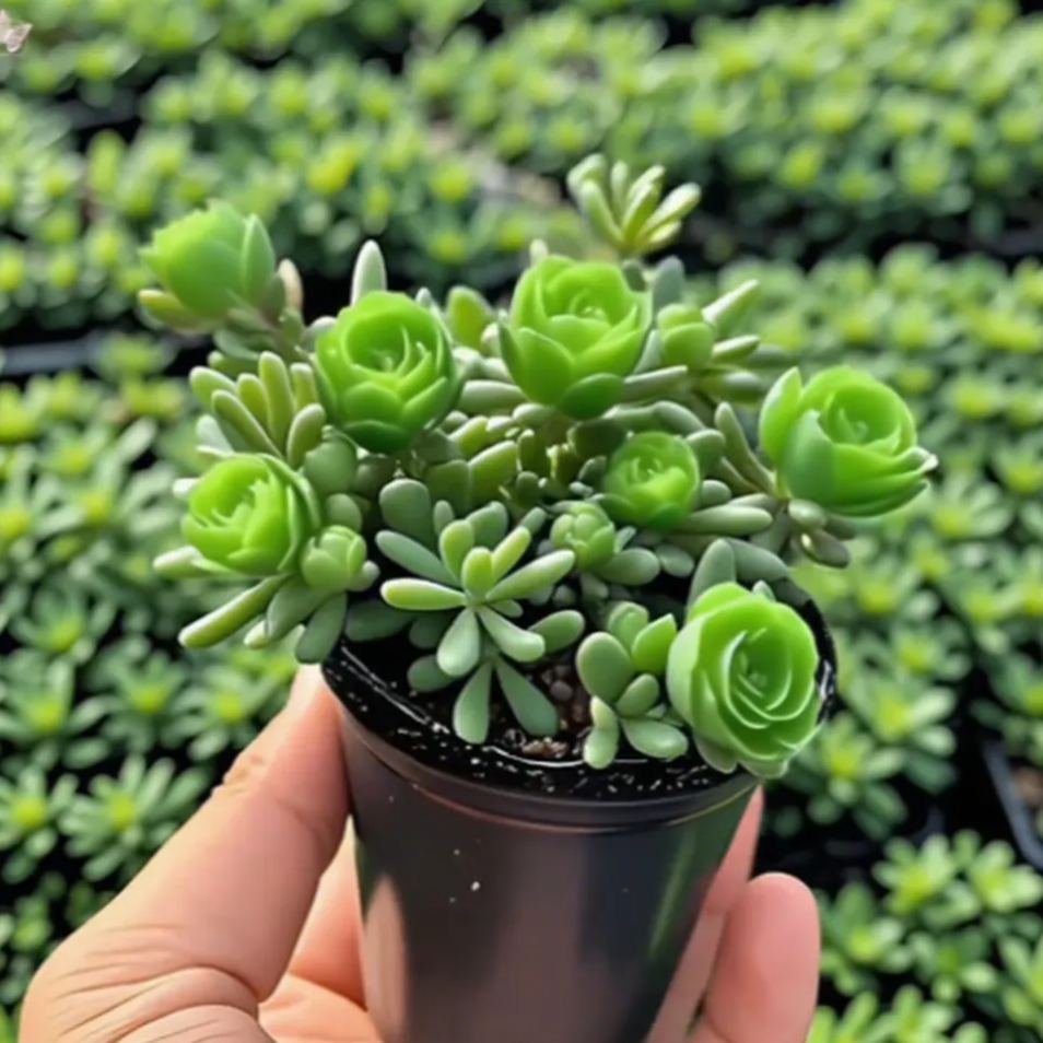 🪴Gefüllte Rosenorchideenzwiebeln – kälteresistent und duftend