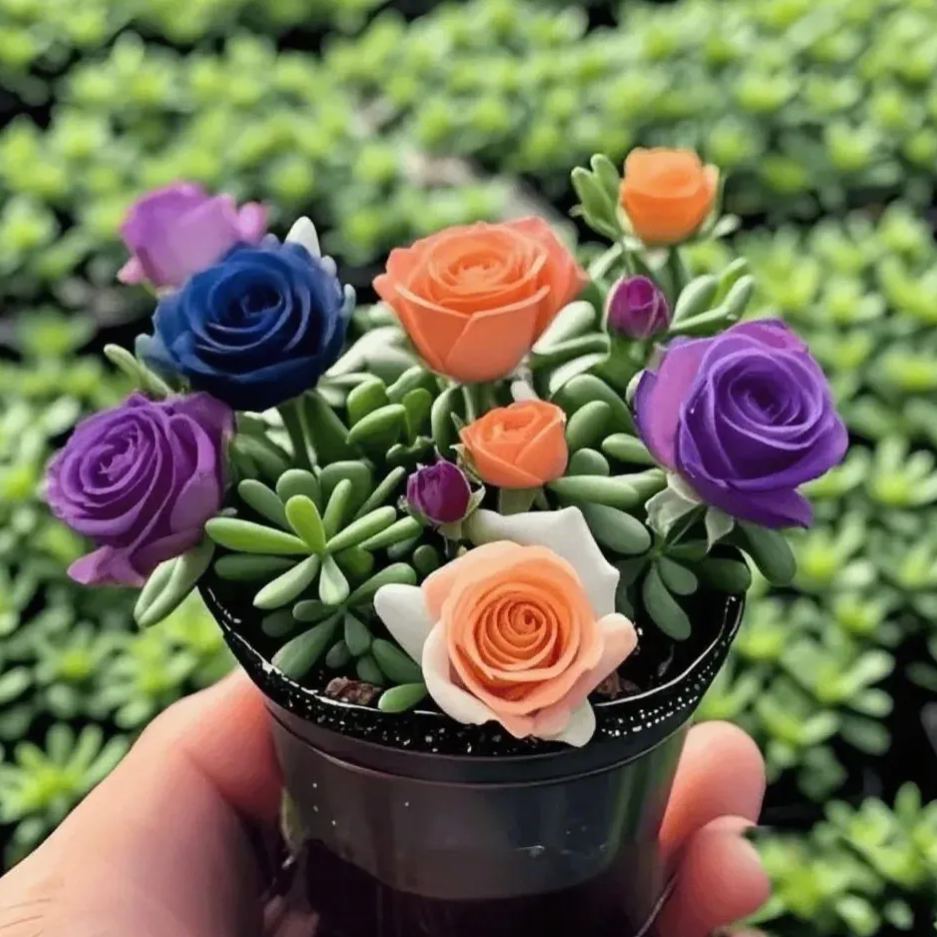 MIX🪴Double-flowered Rose Orchid Bulbs-Cold-resistant and fragrant