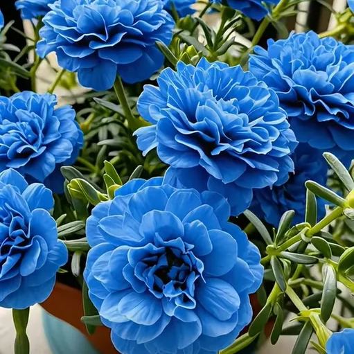 🌼Muti-color Moss Rose-Double Petal Sunflower